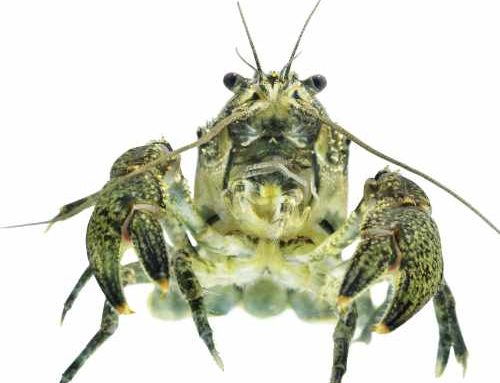 Freshwater Crabs Grown In An Aquaponic System (Crayfish & Shrimp Too!)